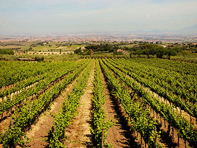 Talianske víno
