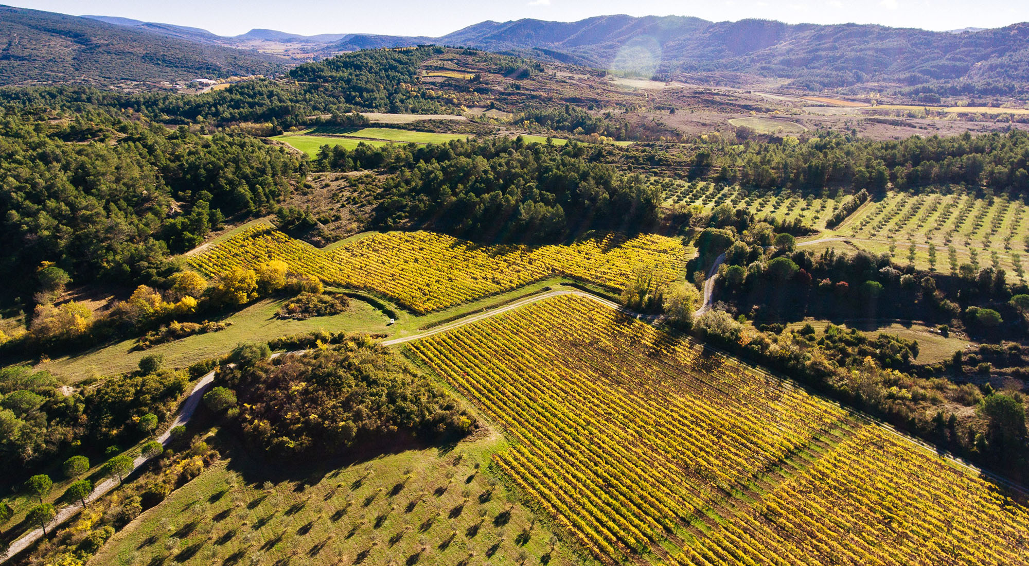 Francúzske víno - vivino.sk