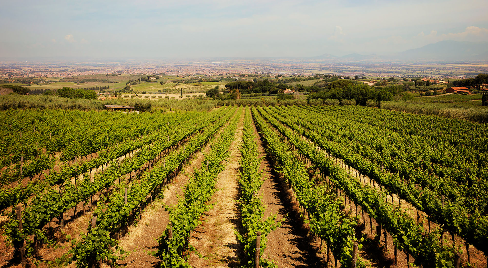 Talianske víno - vivino.sk
