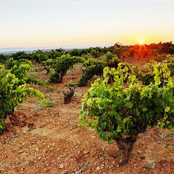 španielske víno: BORSAO