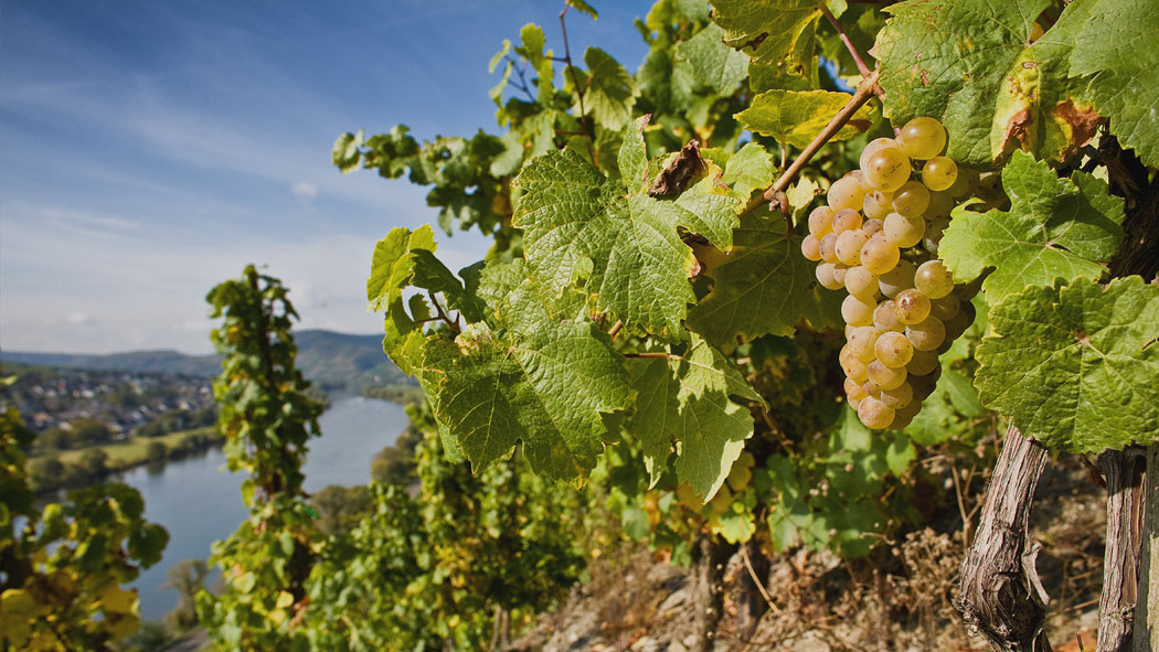 Riesling - srdce vinárstva Bottler vo vinárskej oblasti Mosel