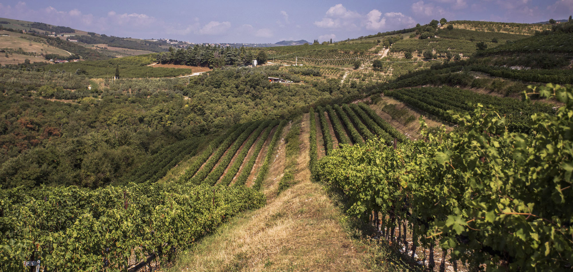 CIELO E TERRA - VENETO - vinárstvo