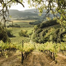 talianske víno: CIELO E TERRA - VENETO