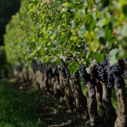 talianske víno: MONTE ZOVO