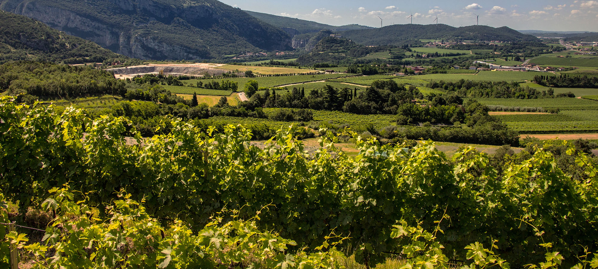 POGGIO LAURO - vinárstvo