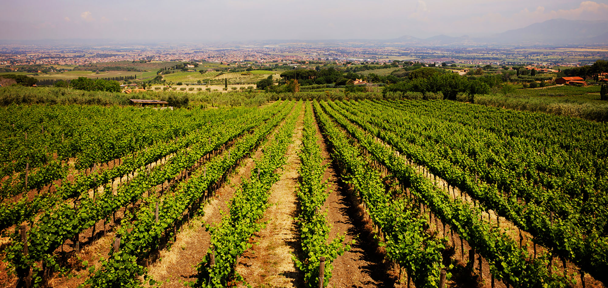 POGGIO LE VOLPI- vinárstvo