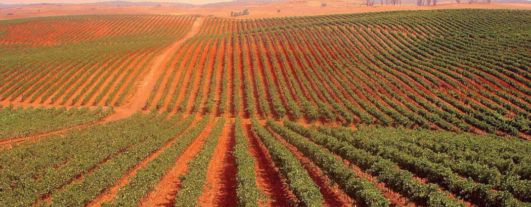 QUINTA DAS ARCAS - vinice na juhu Portugalska v Alentejo