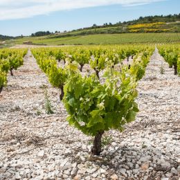 francúzske víno: SAINT-ROCH