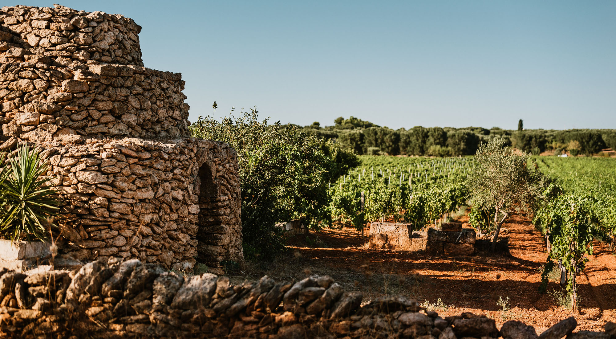 SAN MARZANO - APULIEN - vinárstvo