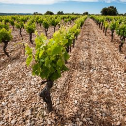 francúzske víno: SIEUR D'ARQUES