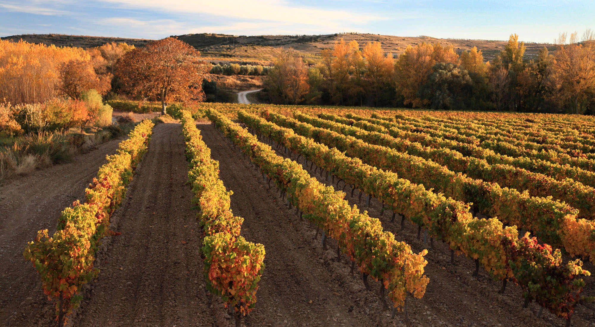 VINOS-ESPANA - vinárstvo